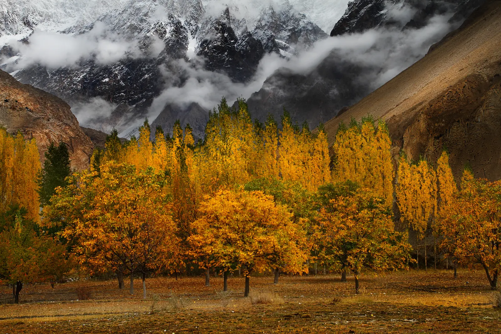 Pioppi dorati d'autunno nella valle di Hunza sotto le vette del Karakorum, il periodo migliore per percorrere la Karakoram Highway, Gilgit-Baltistan, Pakistan
