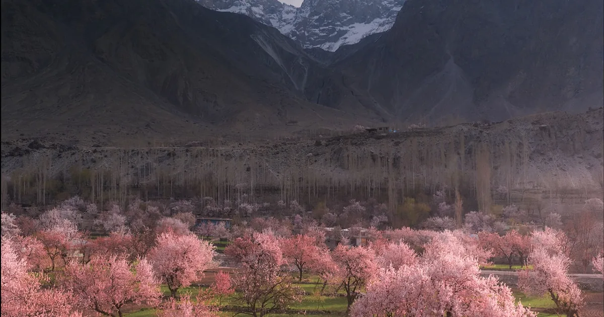 Vallée de Hunza au printemps, vergers d'abricotiers en fleurs sous les sommets enneigés du Karakoram, Gilgit-Baltistan, Pakistan