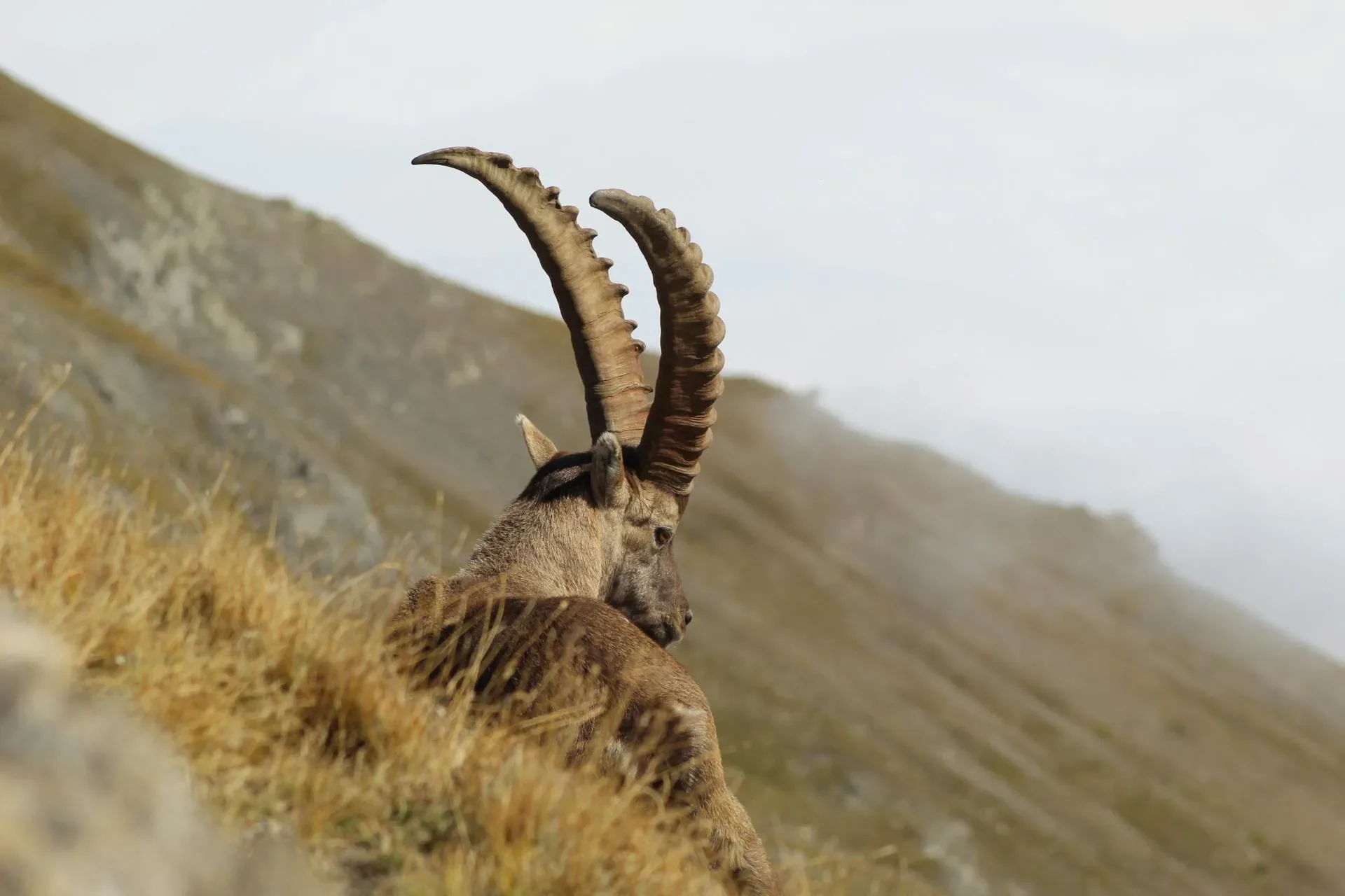 A Himalayan ibex with long, curved horns on a grassy slope in Khunjerab National Park, Upper Hunza