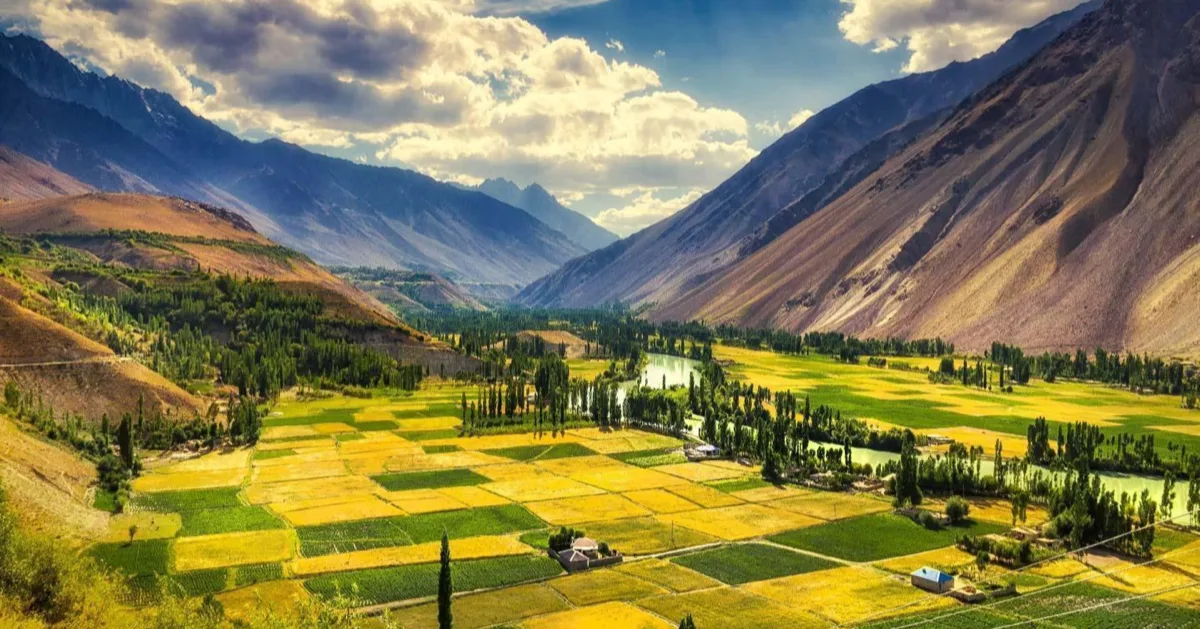 Patchwork barley and wheat fields with poplar windbreaks on the floor of Phandar Valley, Gilgit-Baltistan, below brown ridges and snow peaks