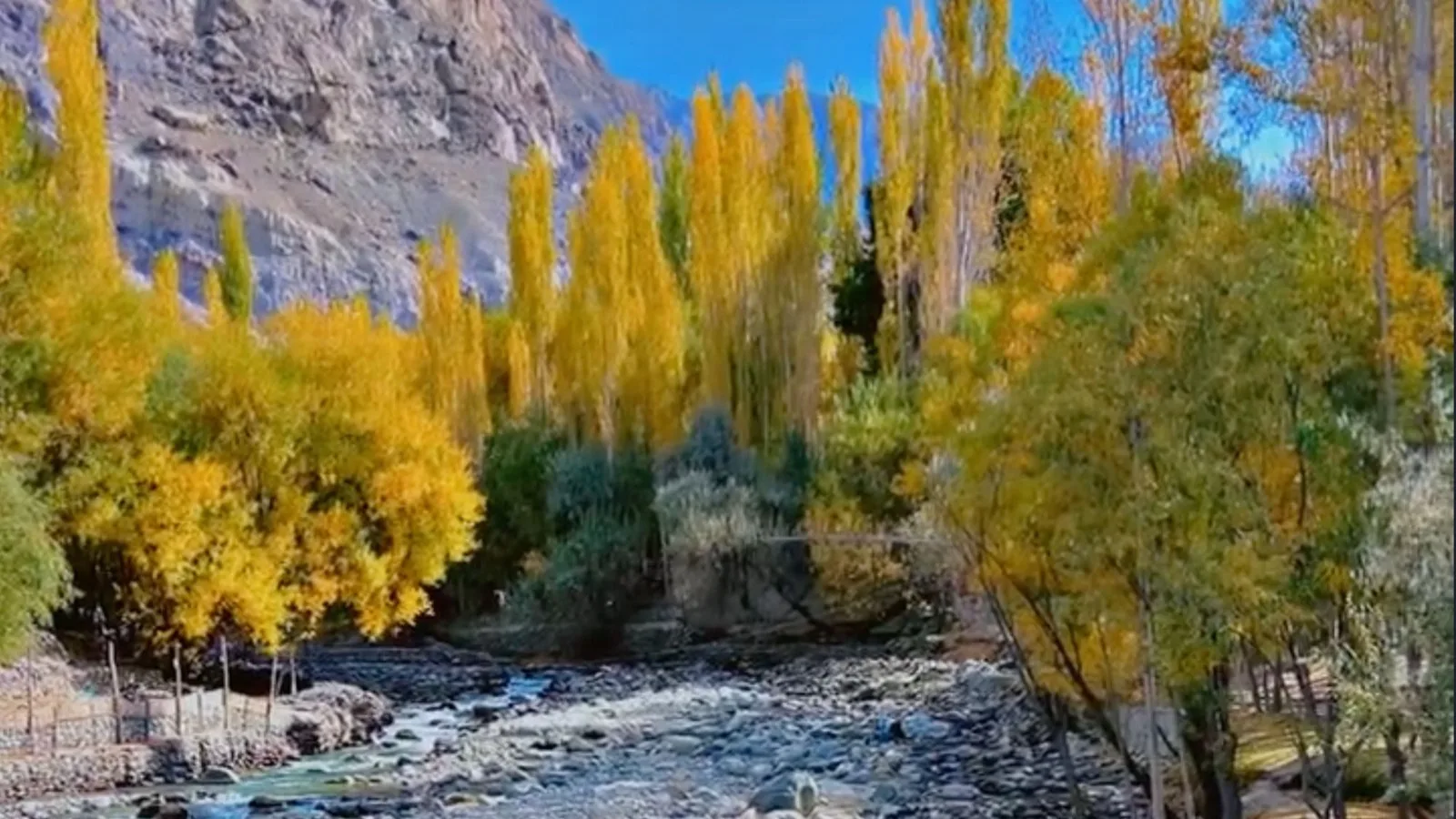 A rocky mountain river running through a valley of golden autumn poplars near Skardu, Gilgit-Baltistan