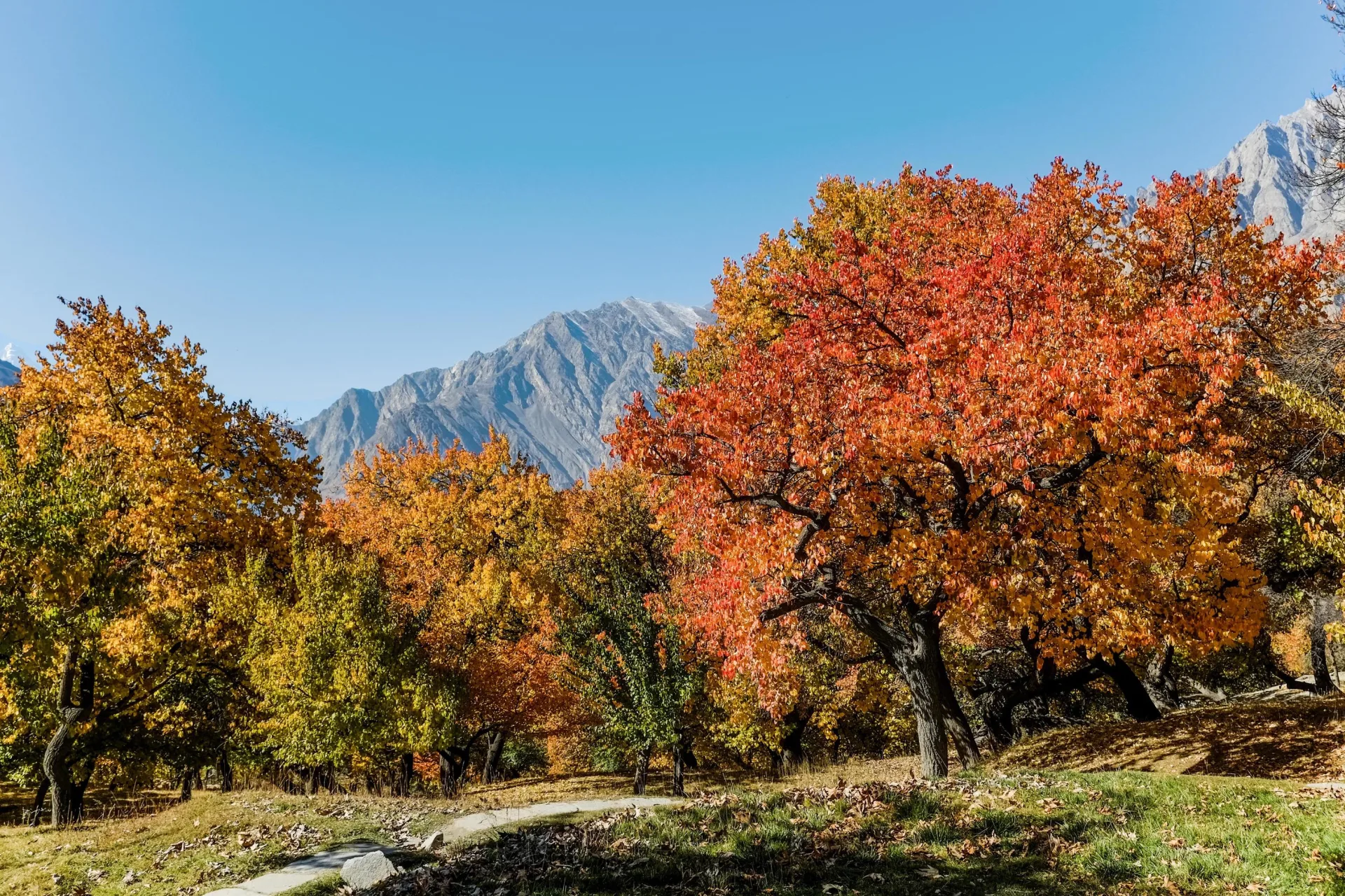 Autumn colours in the valleys below Diran Peak