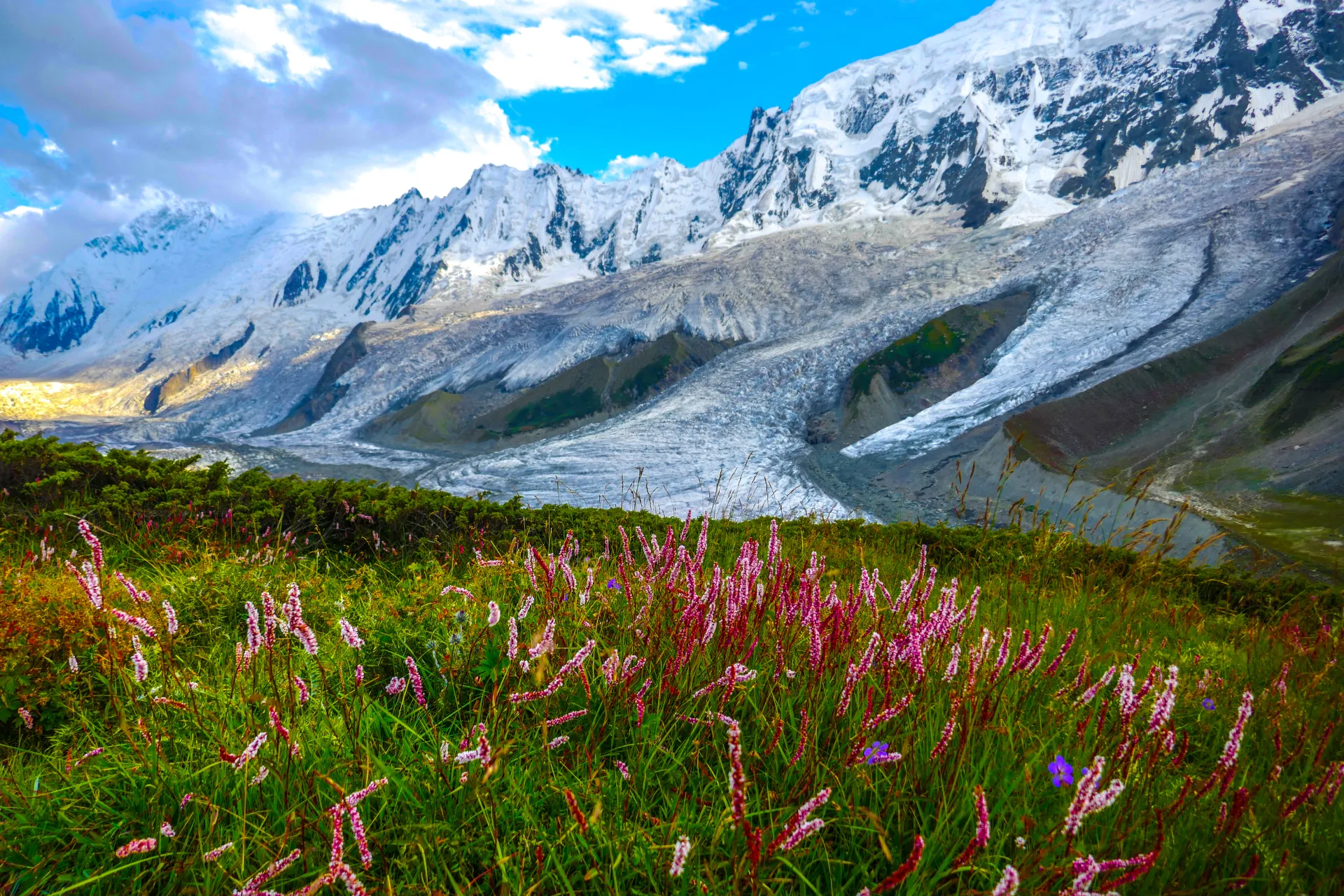 Wildflower meadow at Rakaposhi Base Camp with the glacier and the 7,788 m peak beyond