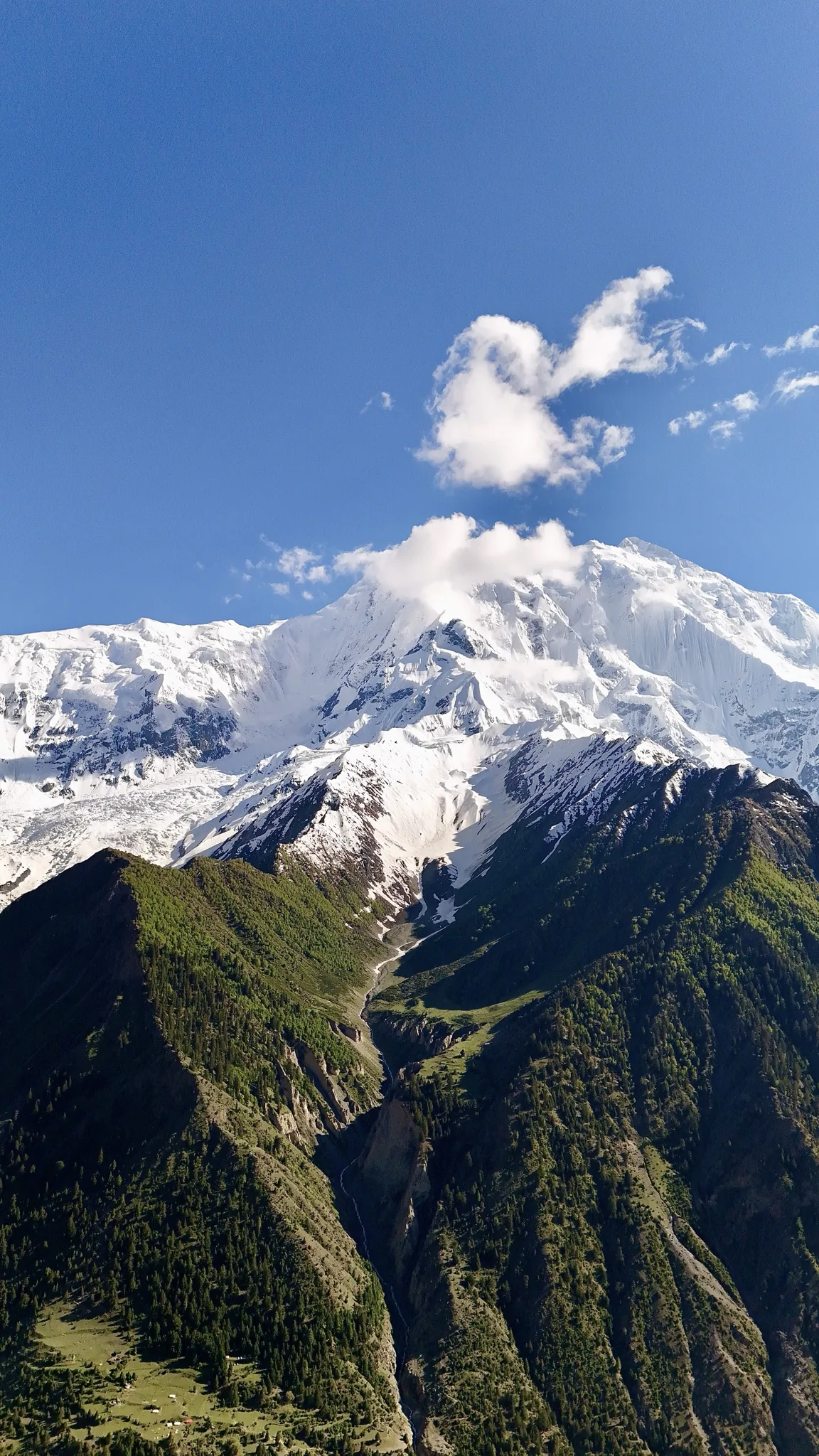 Snow-capped Rakaposhi (7,788m) towering over the green forested Nagar Valley, Hunza, Pakistan