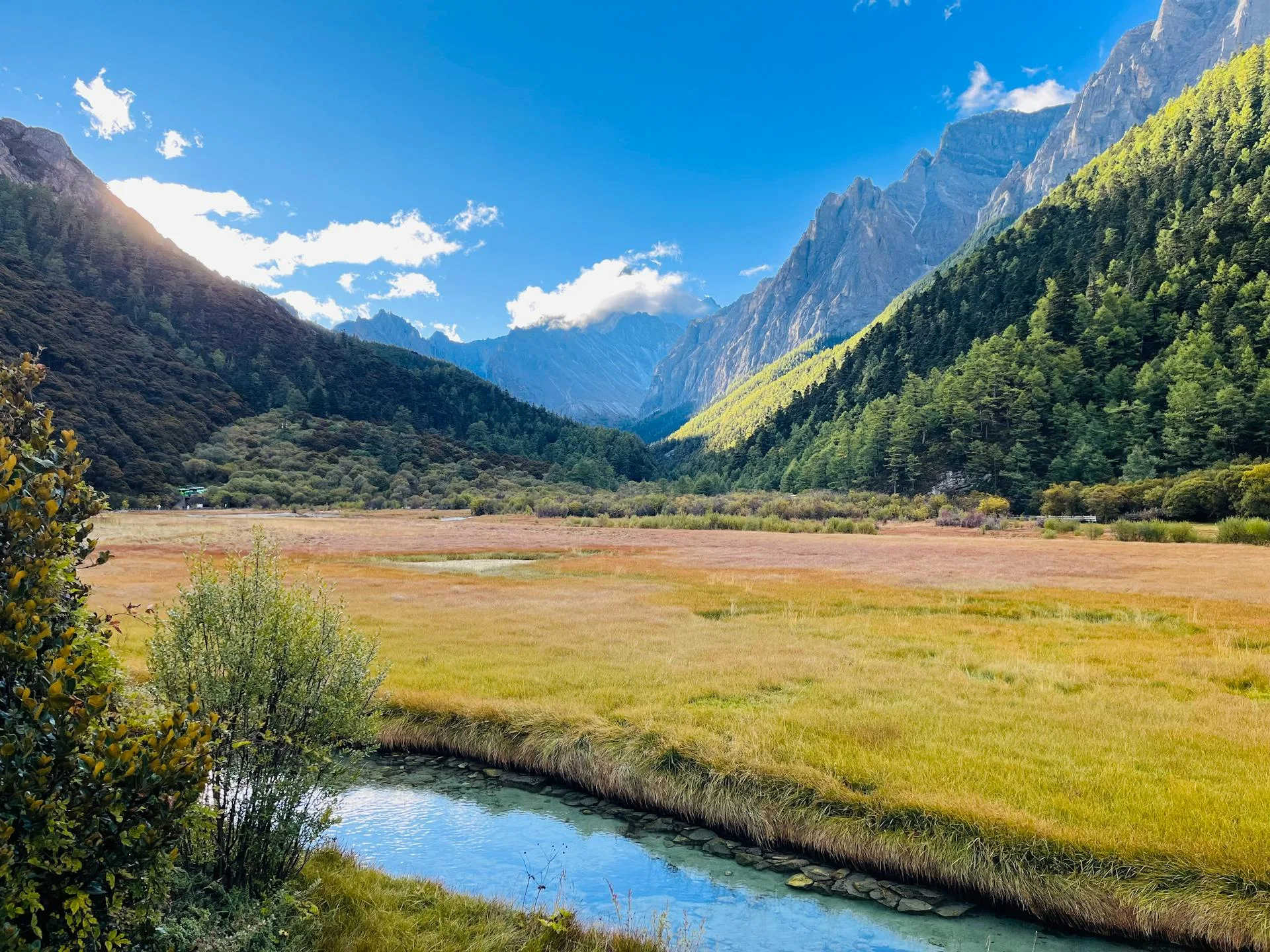 Mountain forest stream