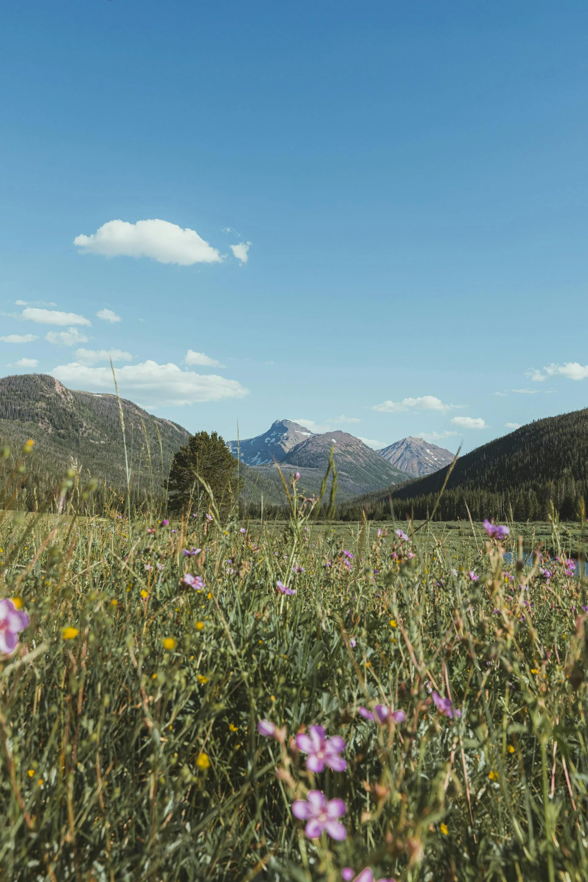 Flowers meadow hills