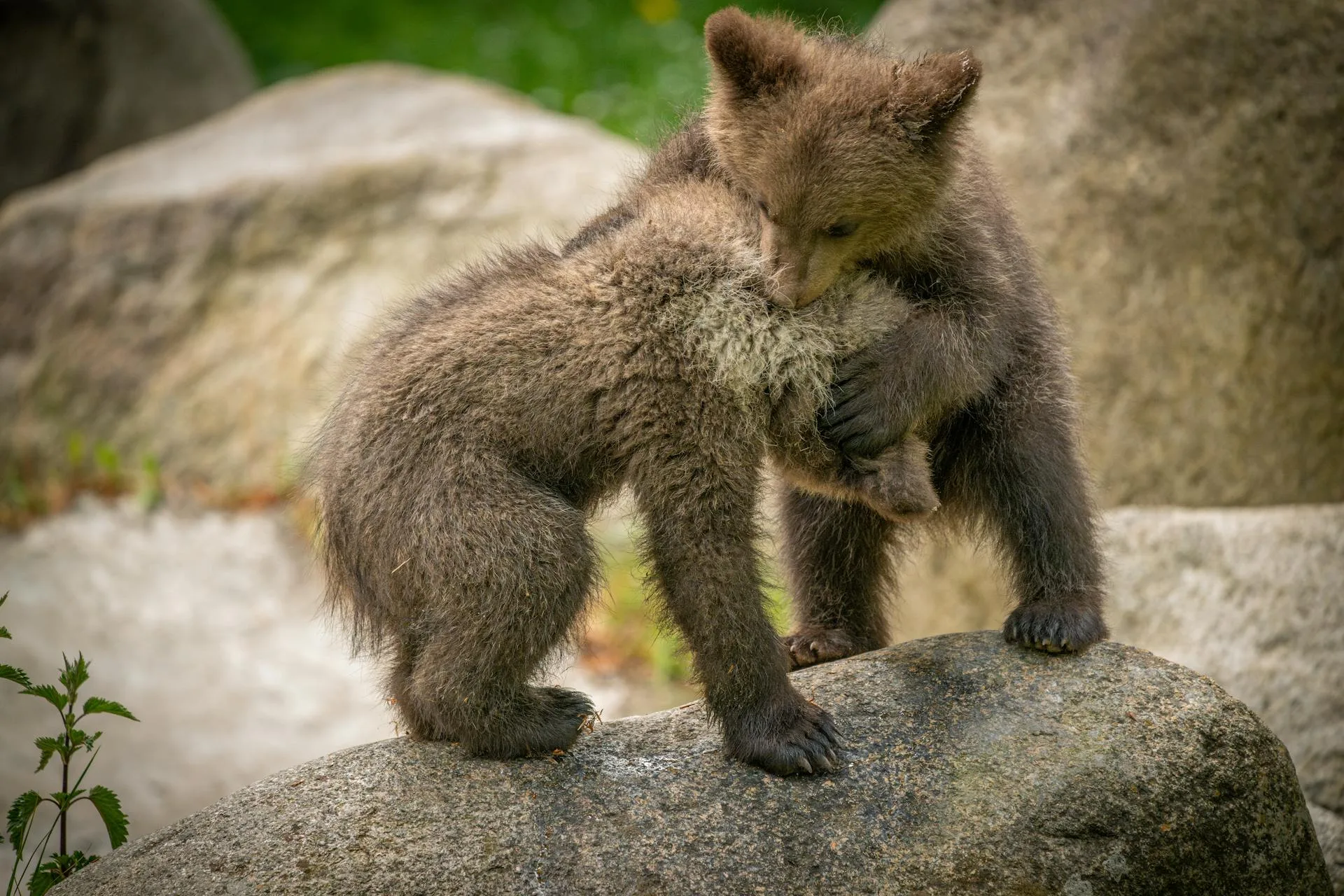 Adorable brown bear cubs playing on rocks in the wild