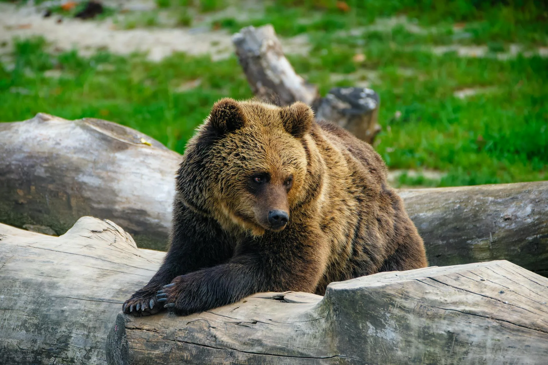 Brown bear relaxing on tree trunk in forest