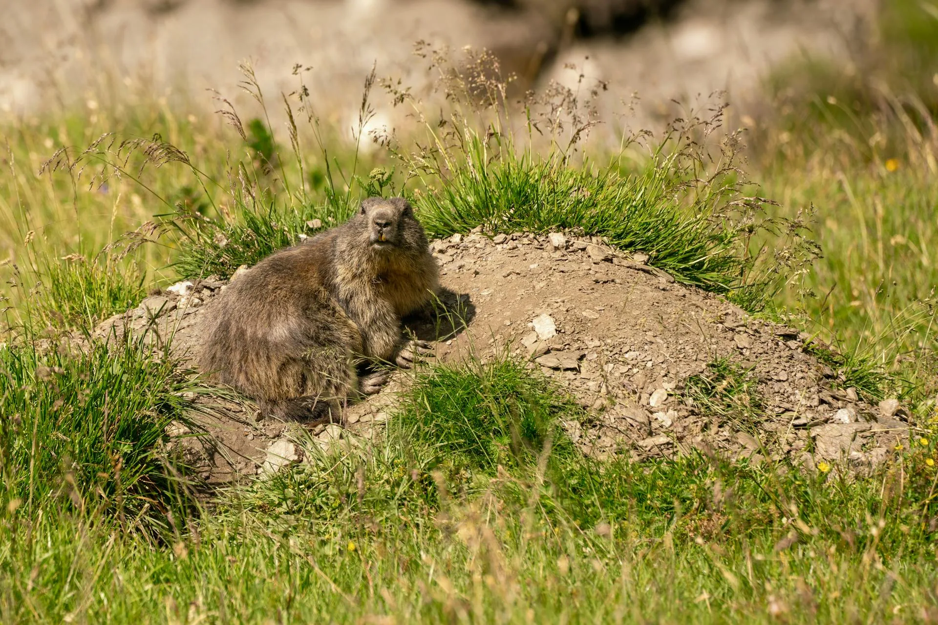 Wild marmot resting on rocky alpine mound