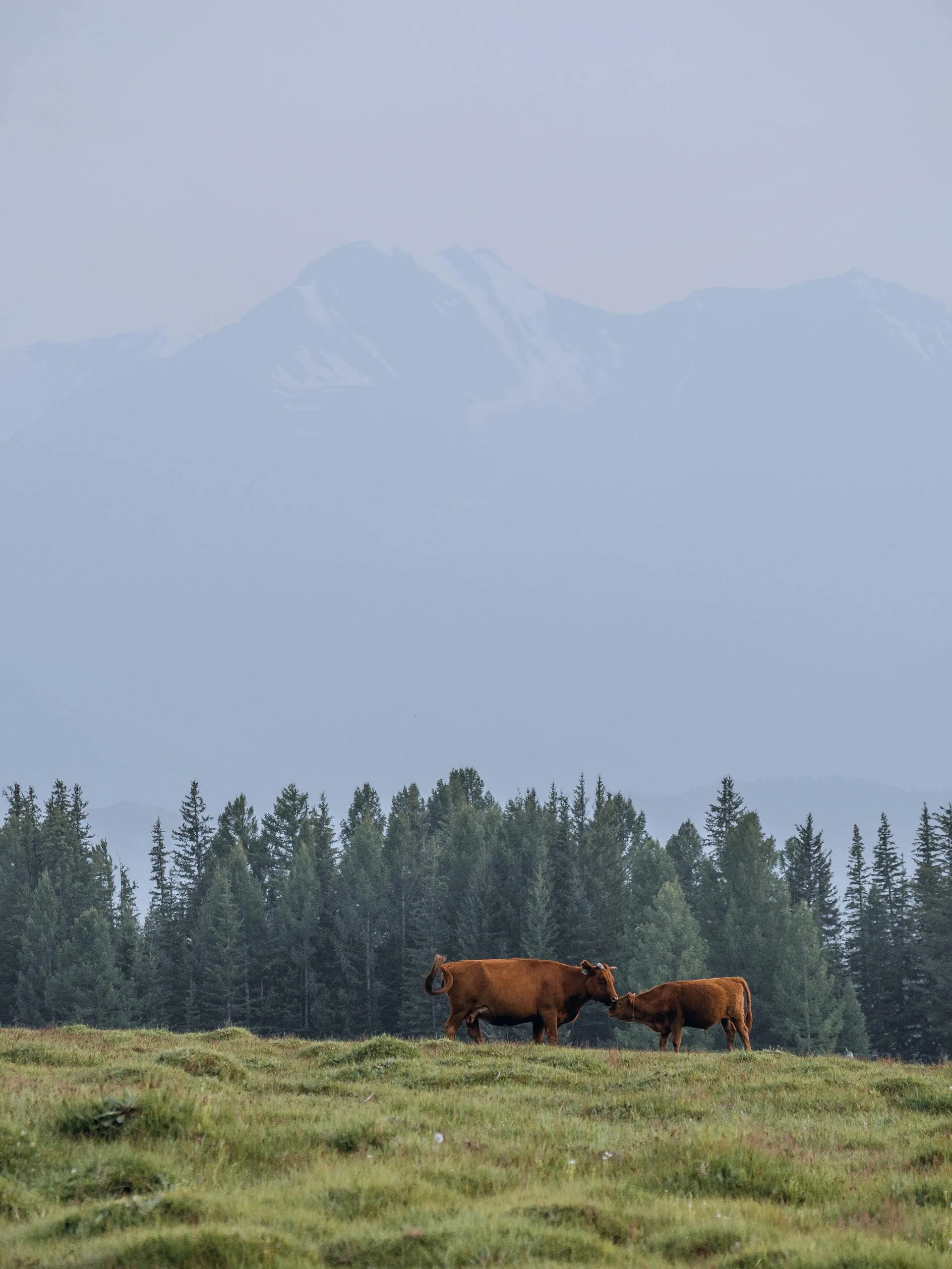 Livestock grazing on green grassland with mountains behind