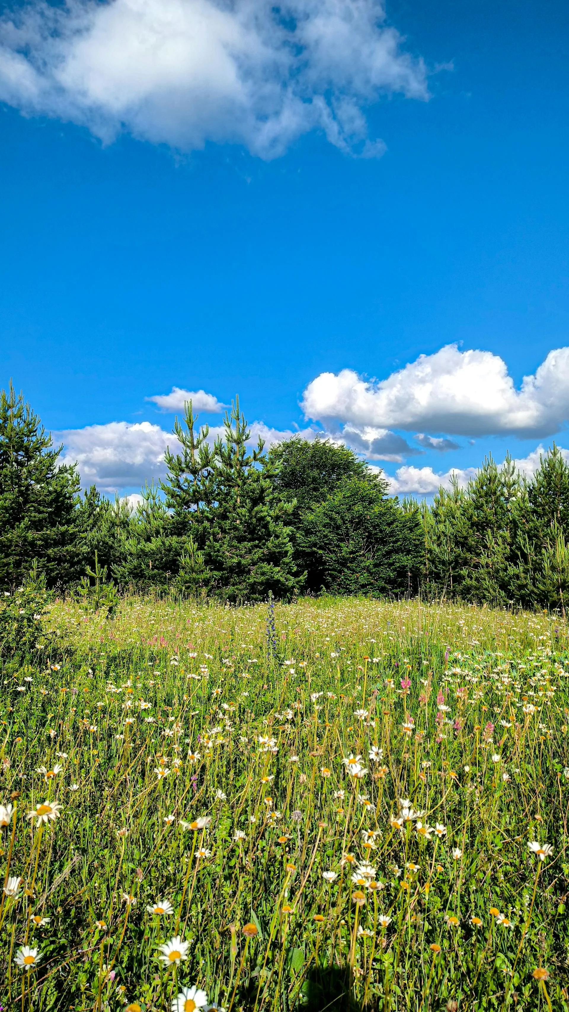 Wildflowers blooming on a vast plateau meadow