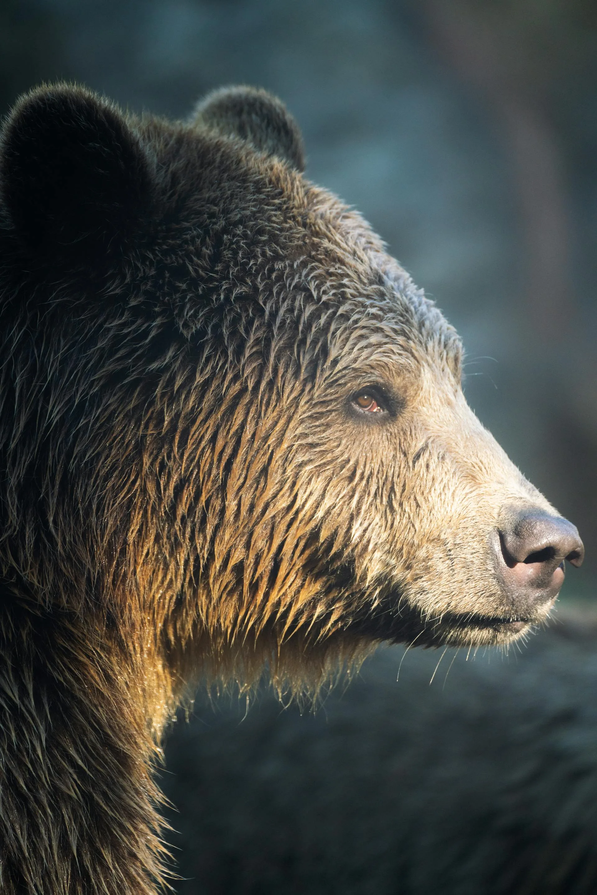 Brown bear closeup