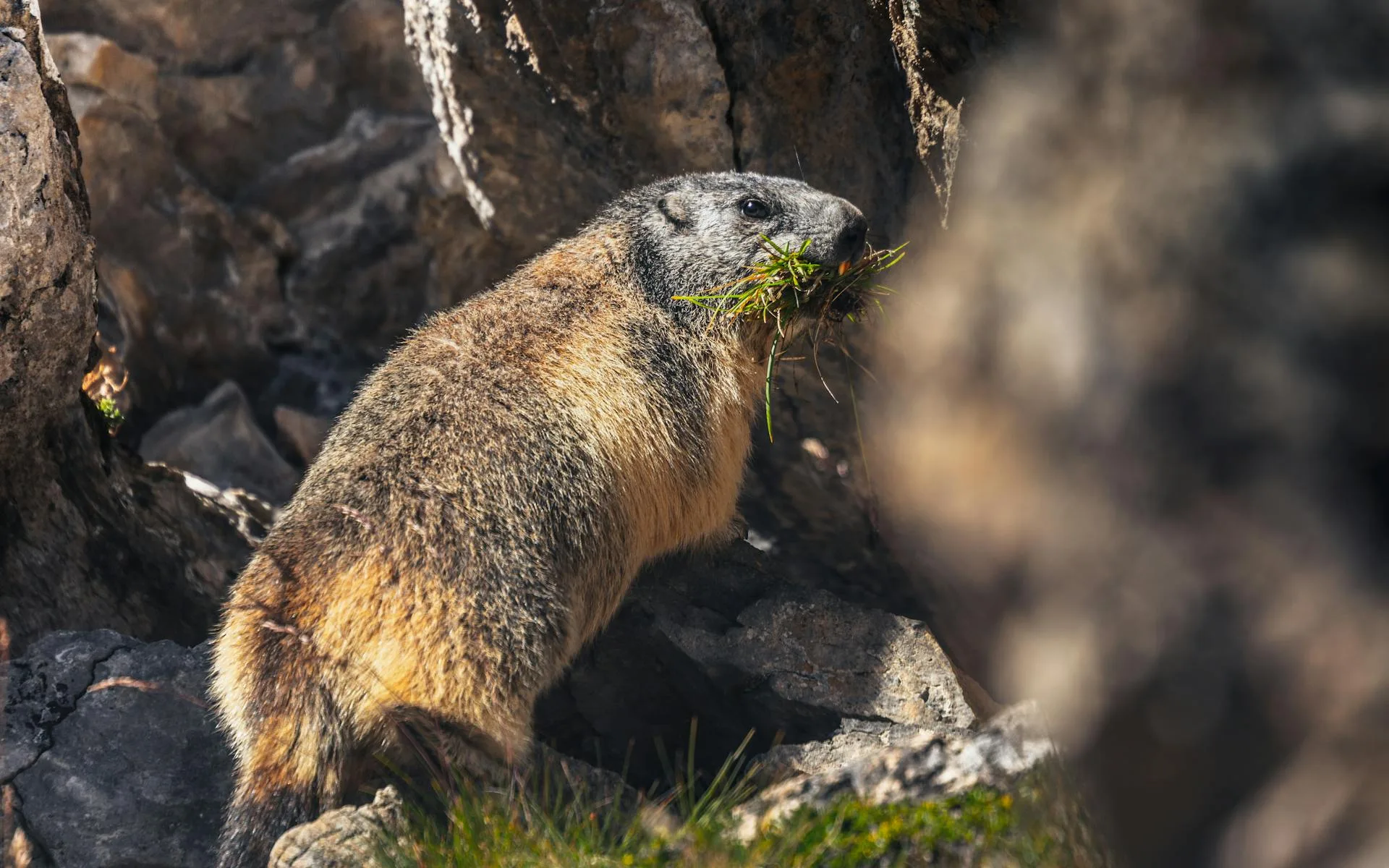Marmot eating grass