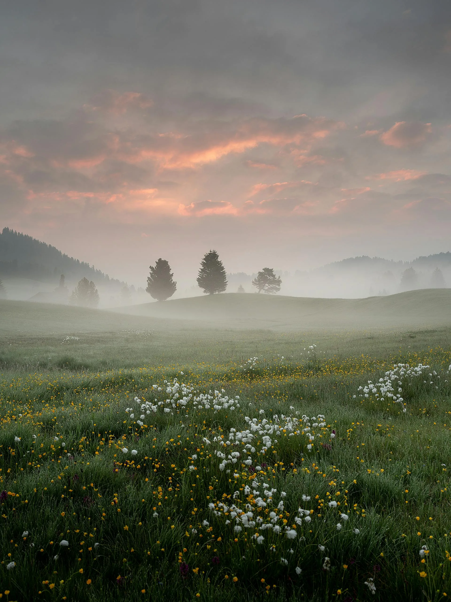 Misty flower field