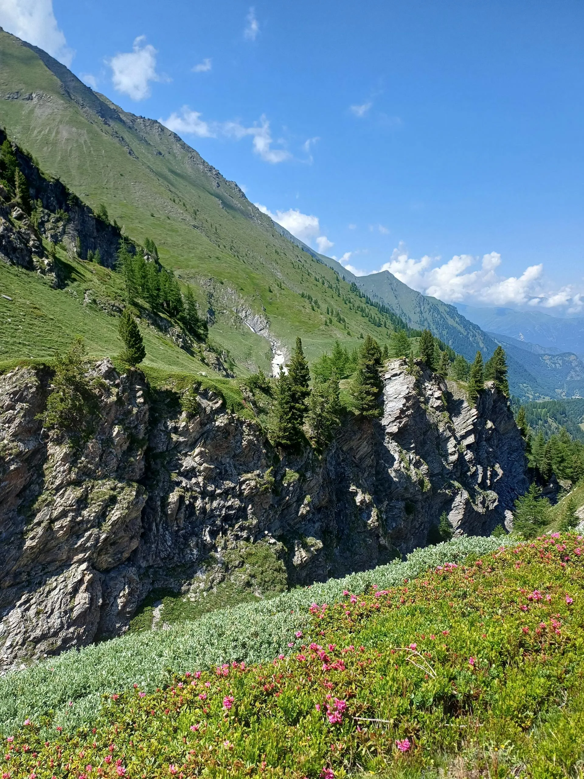 Mountain wildflowers