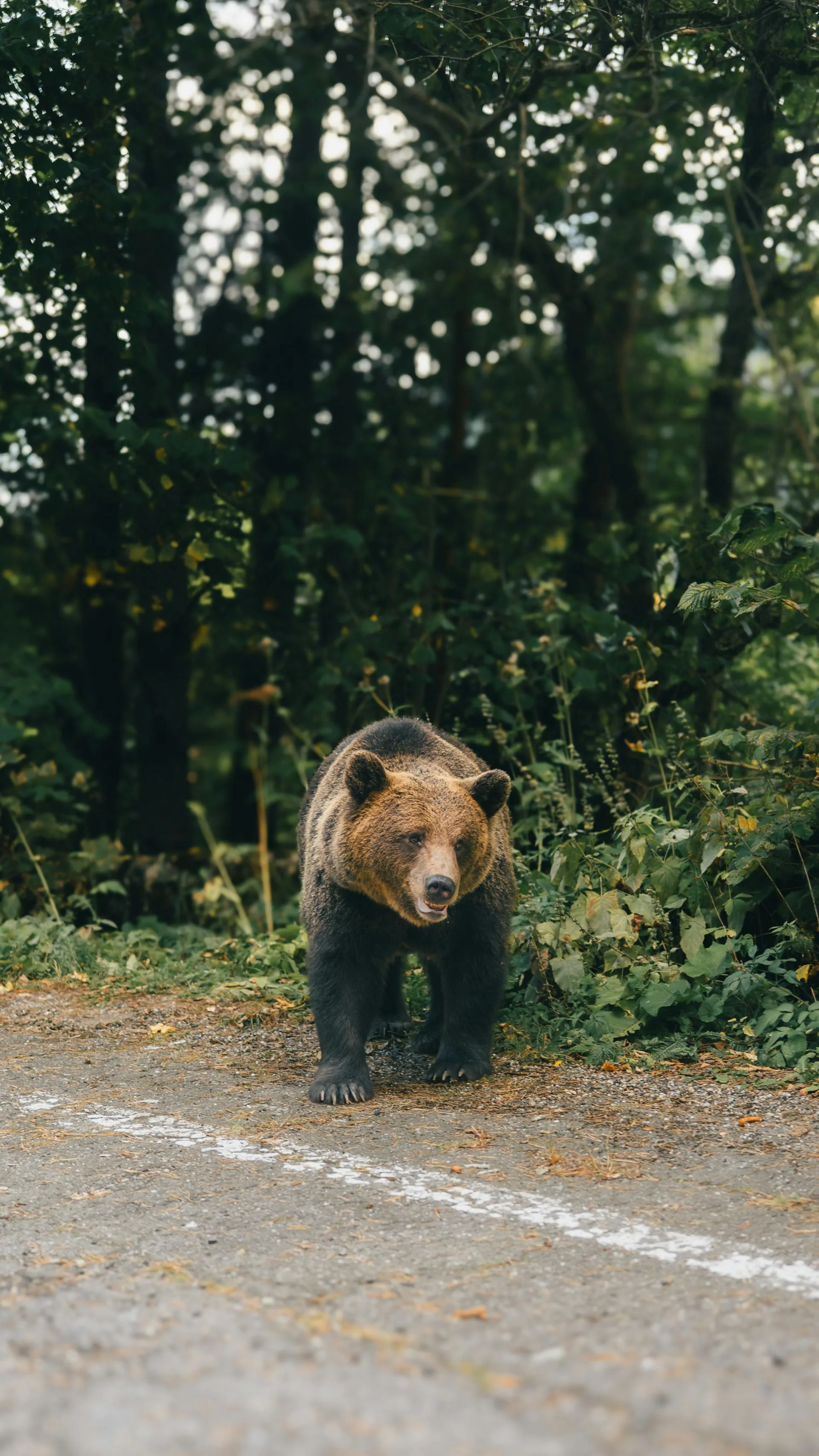 A wild brown bear in its natural mountain habitat