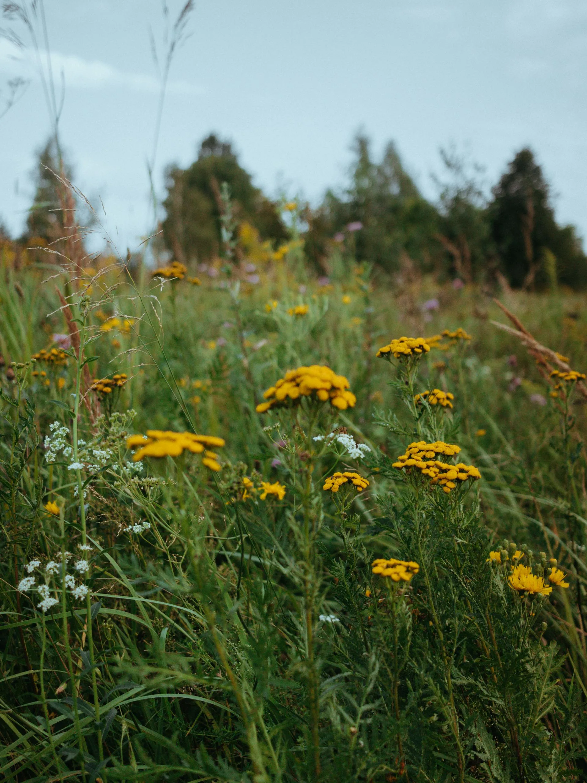 Colorful wildflowers covering a high-altitude meadow