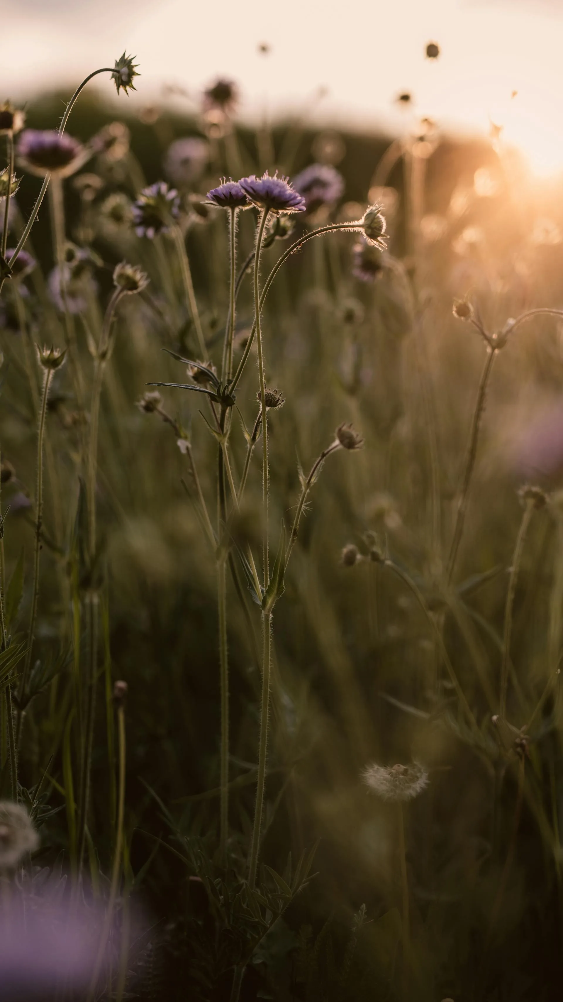 Wildflowers catching the first light at dawn on the plateau