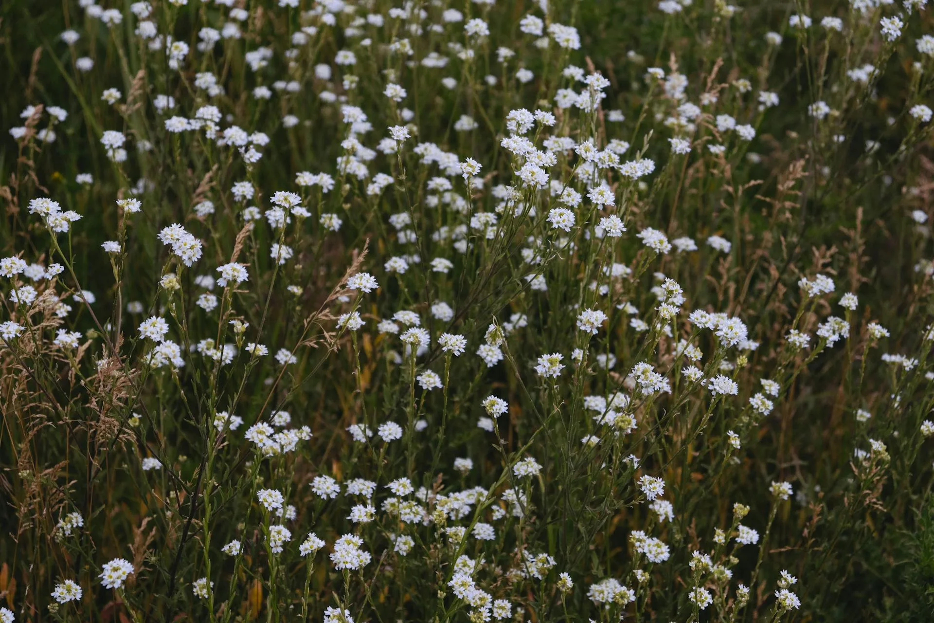A lush meadow of blooming wildflowers in summer