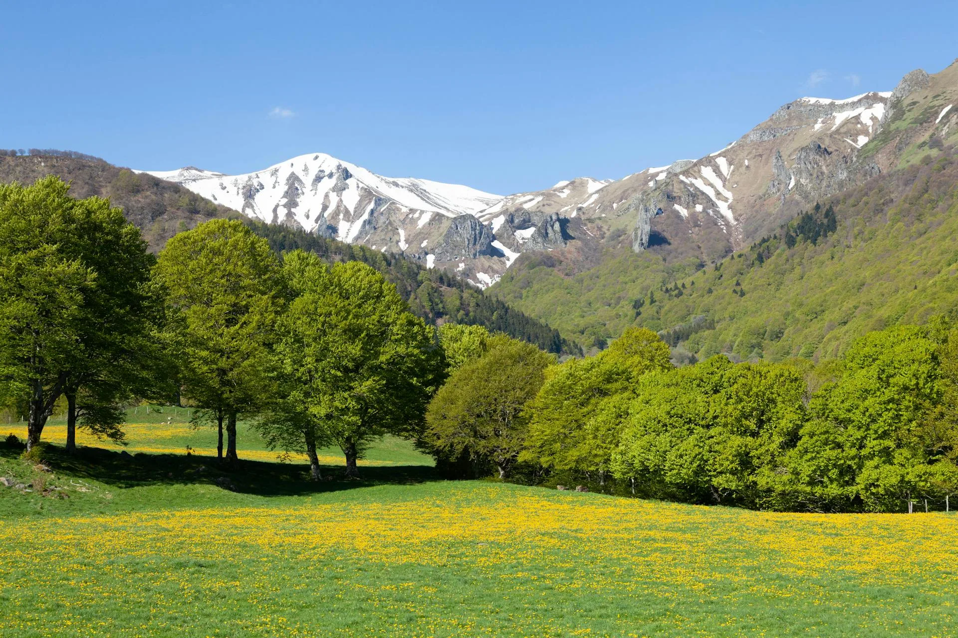 Lush meadow with trees and snow-capped mountains