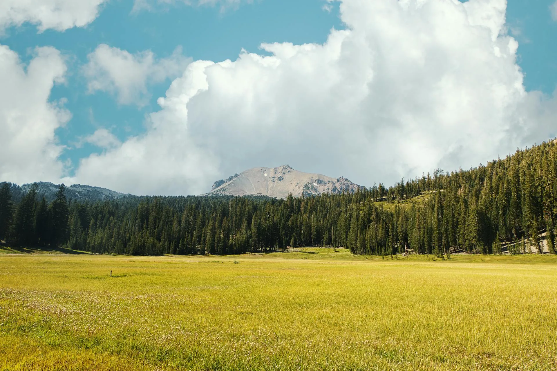 Green meadow with forest and mountain peaks