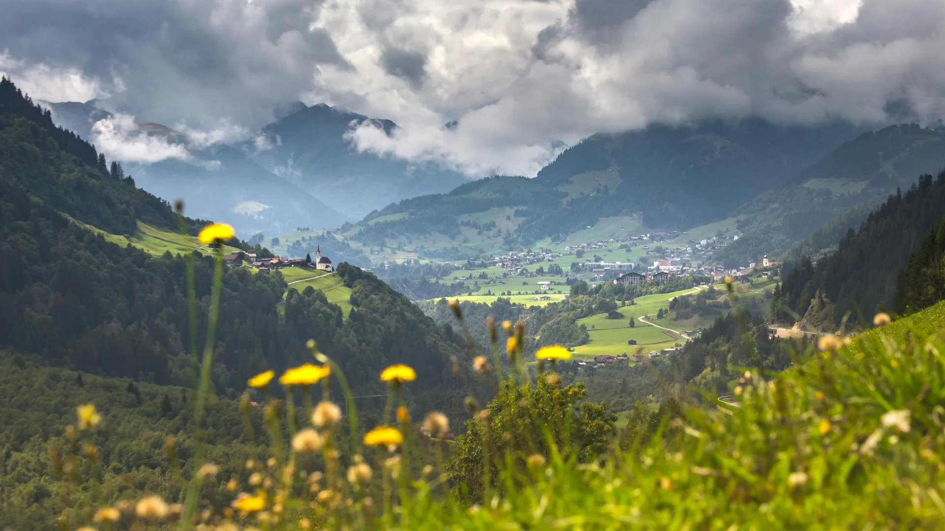 Meadow with wildflowers against mountain backdrop