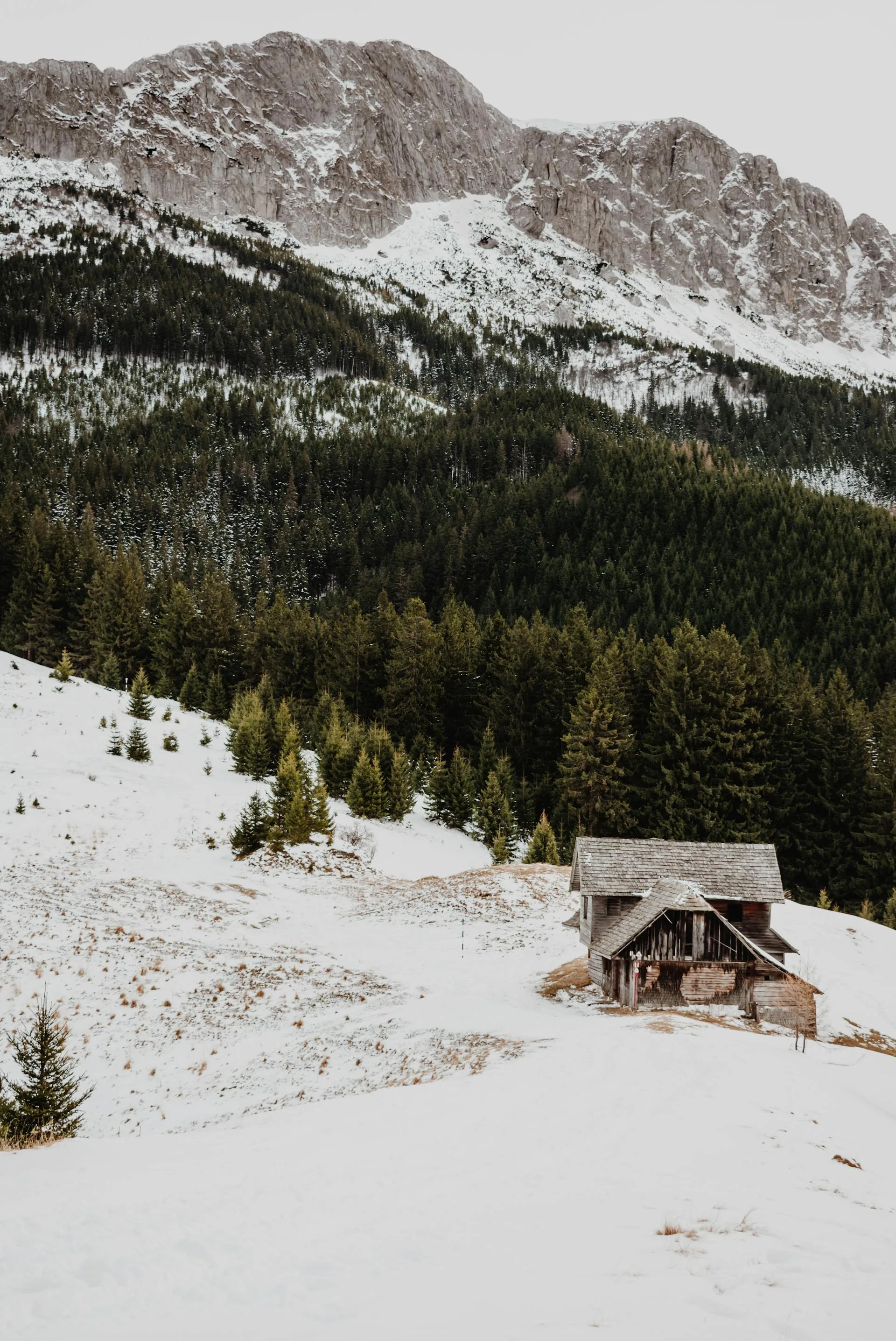 A wooden house nestled among snow-covered pine trees
