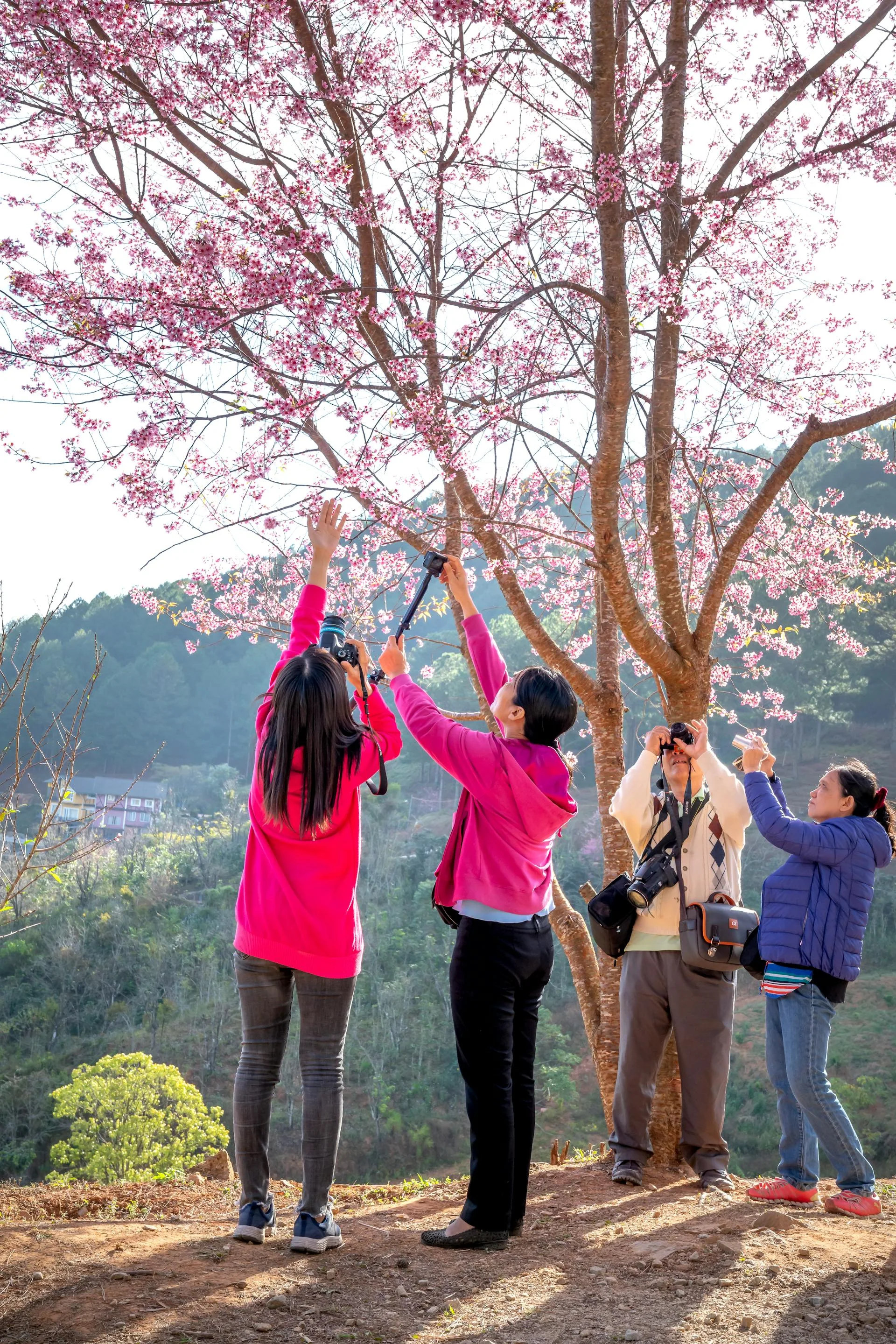 Cherry blossom highland