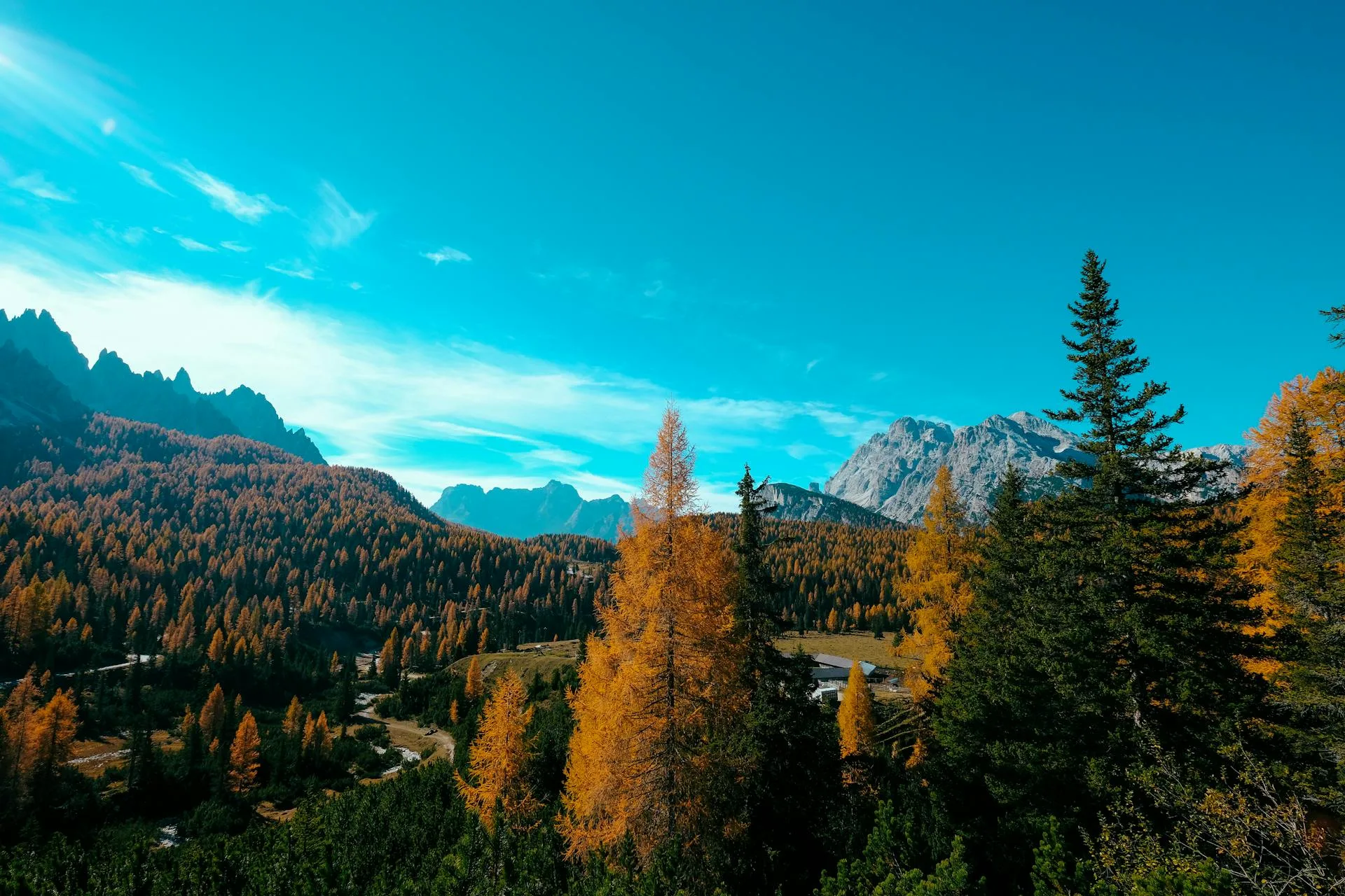 Golden autumn foliage with orange and green pine trees