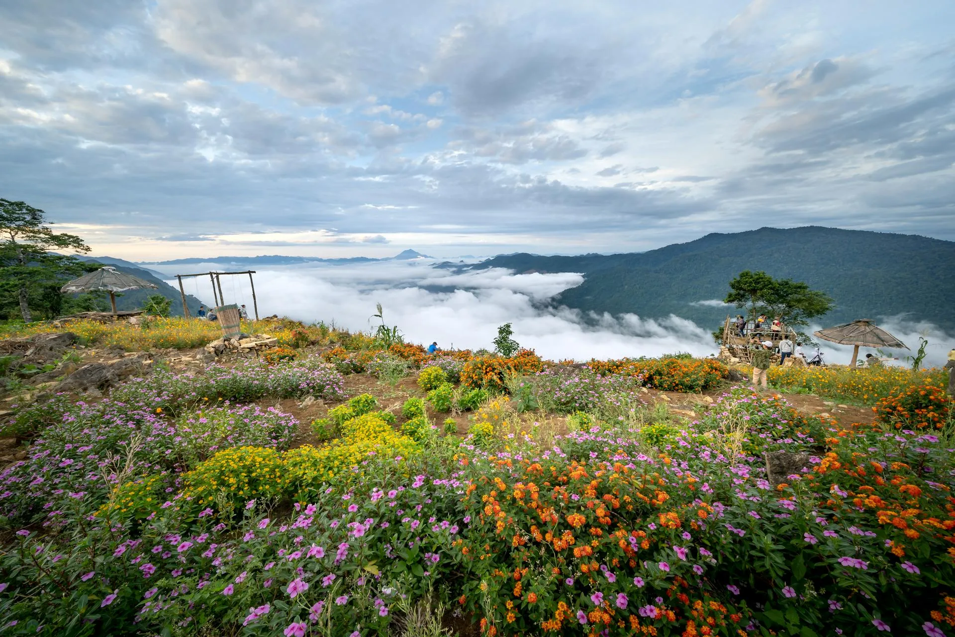 Colorful wildflowers blooming on a mountain top