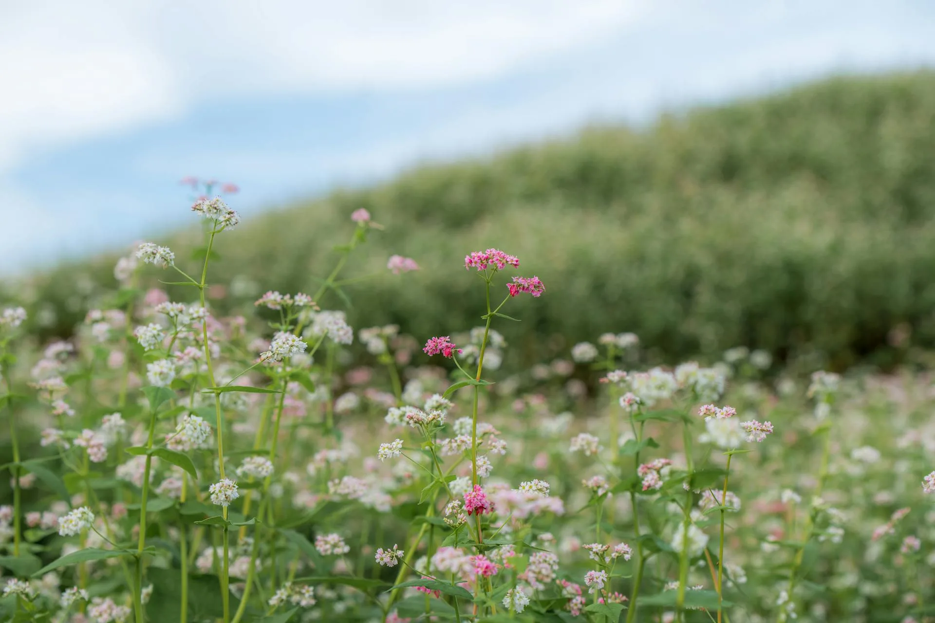 Pink and white wildflowers blooming in a lush meadow