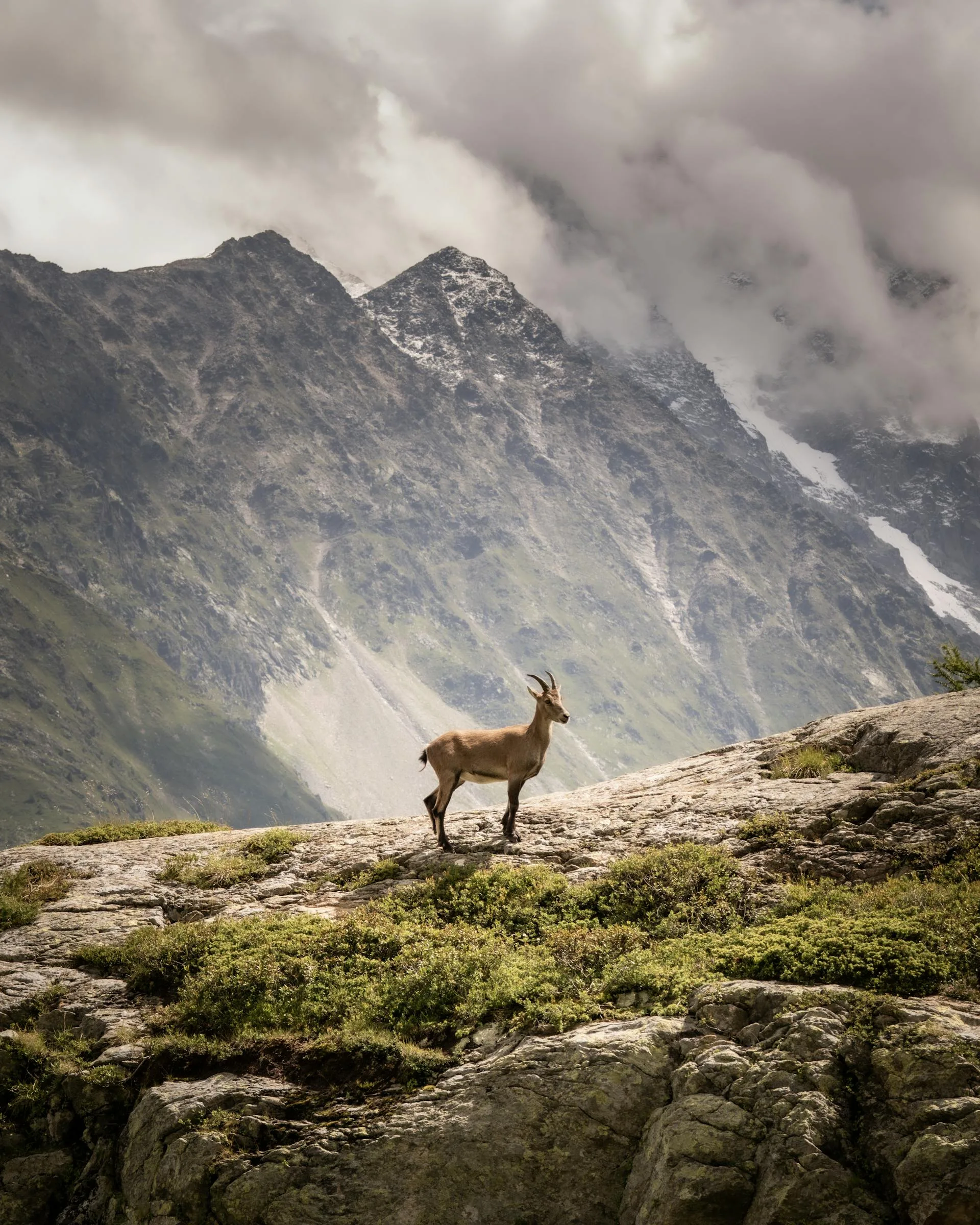 Alpine ibex mountains
