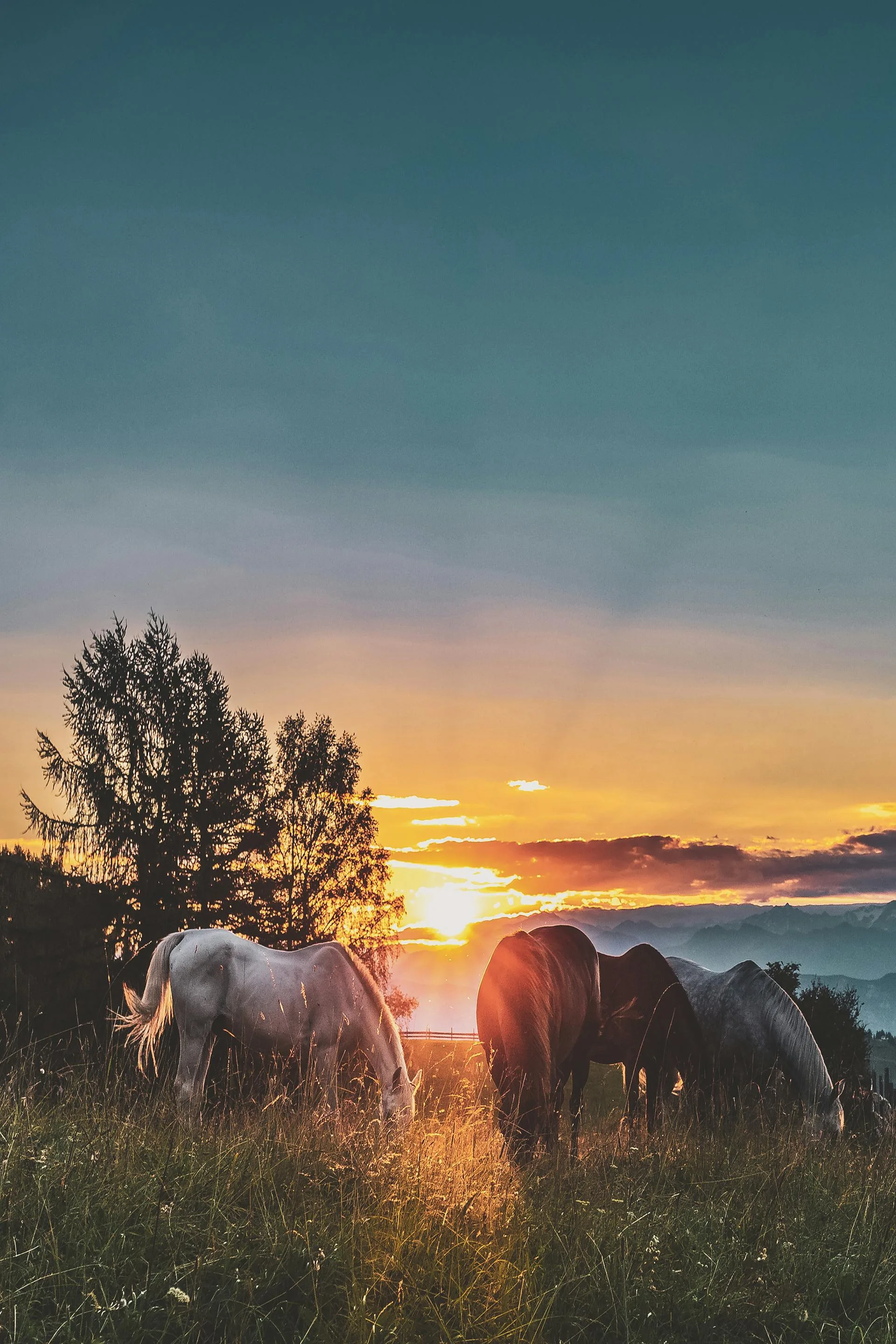Horses grass sunset