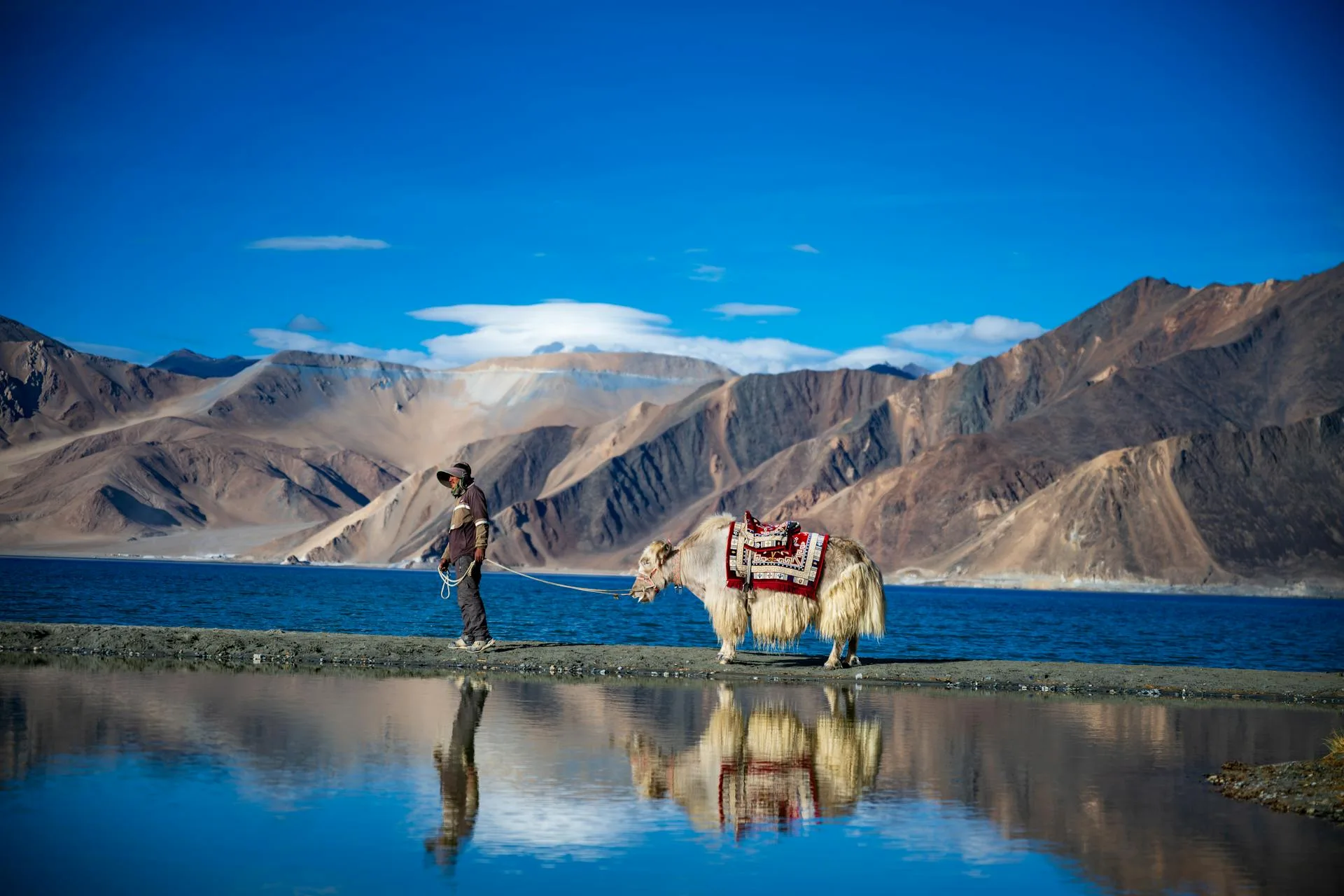 Man with yak by Pangong Lake in Himalayas