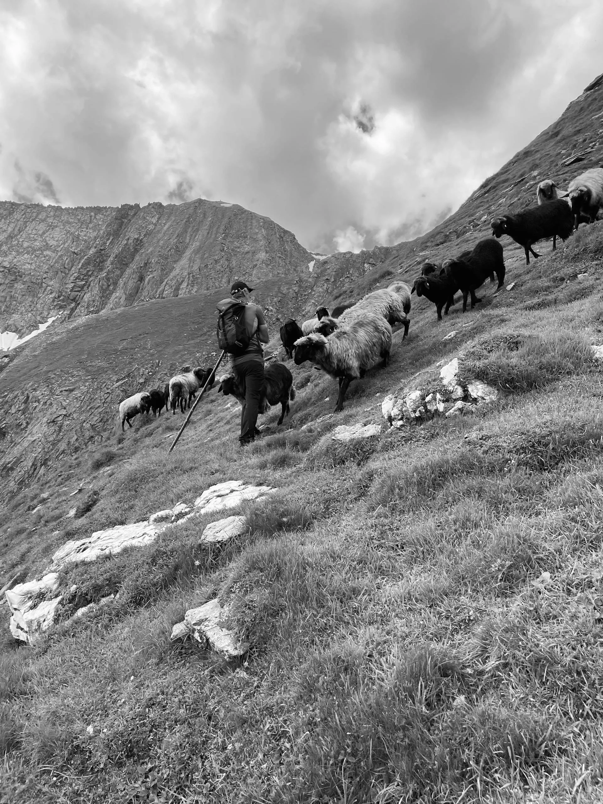 Shepherd guiding livestock through mountains