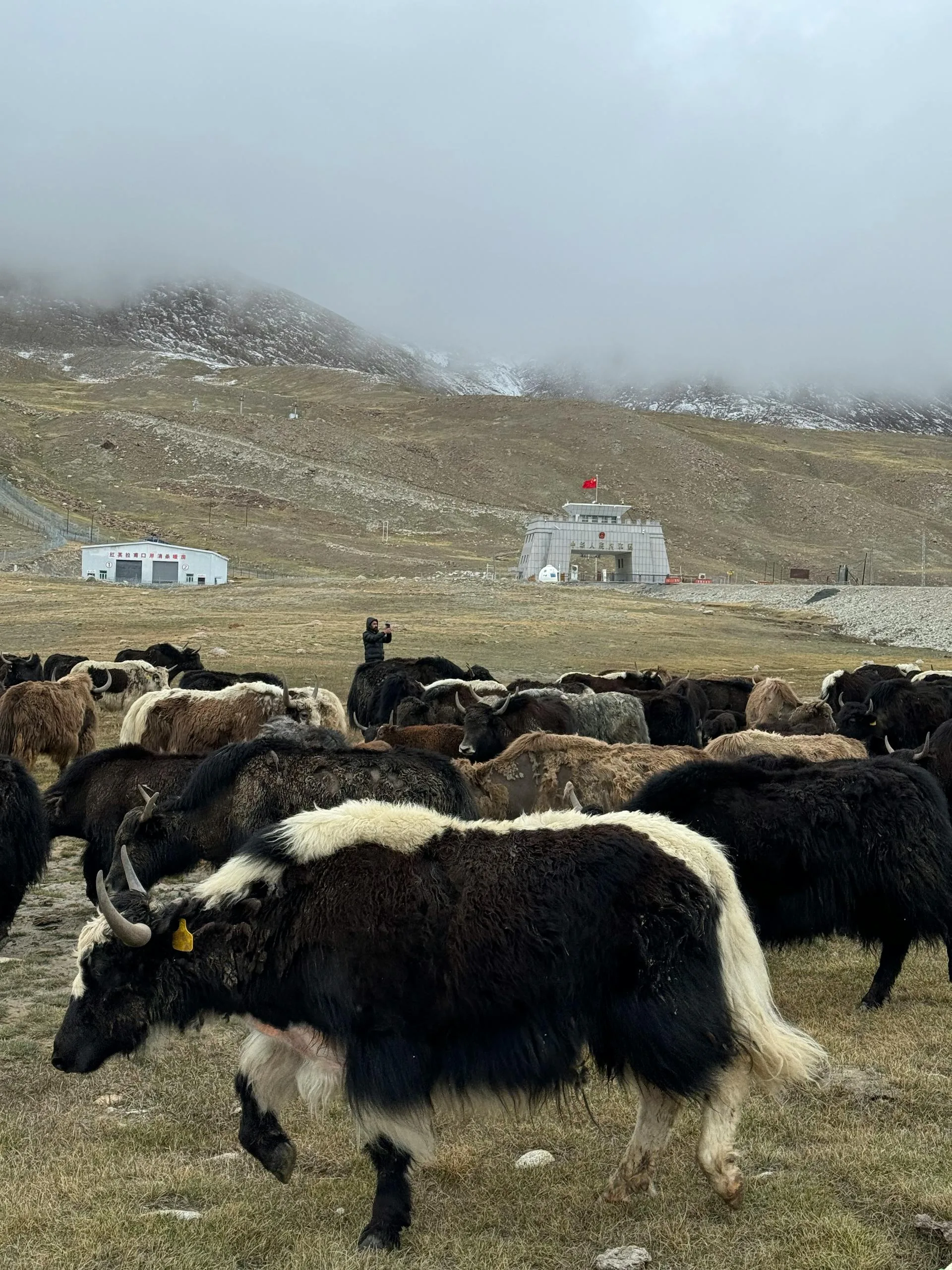 Yak at Khunjerab Pass in misty pasture