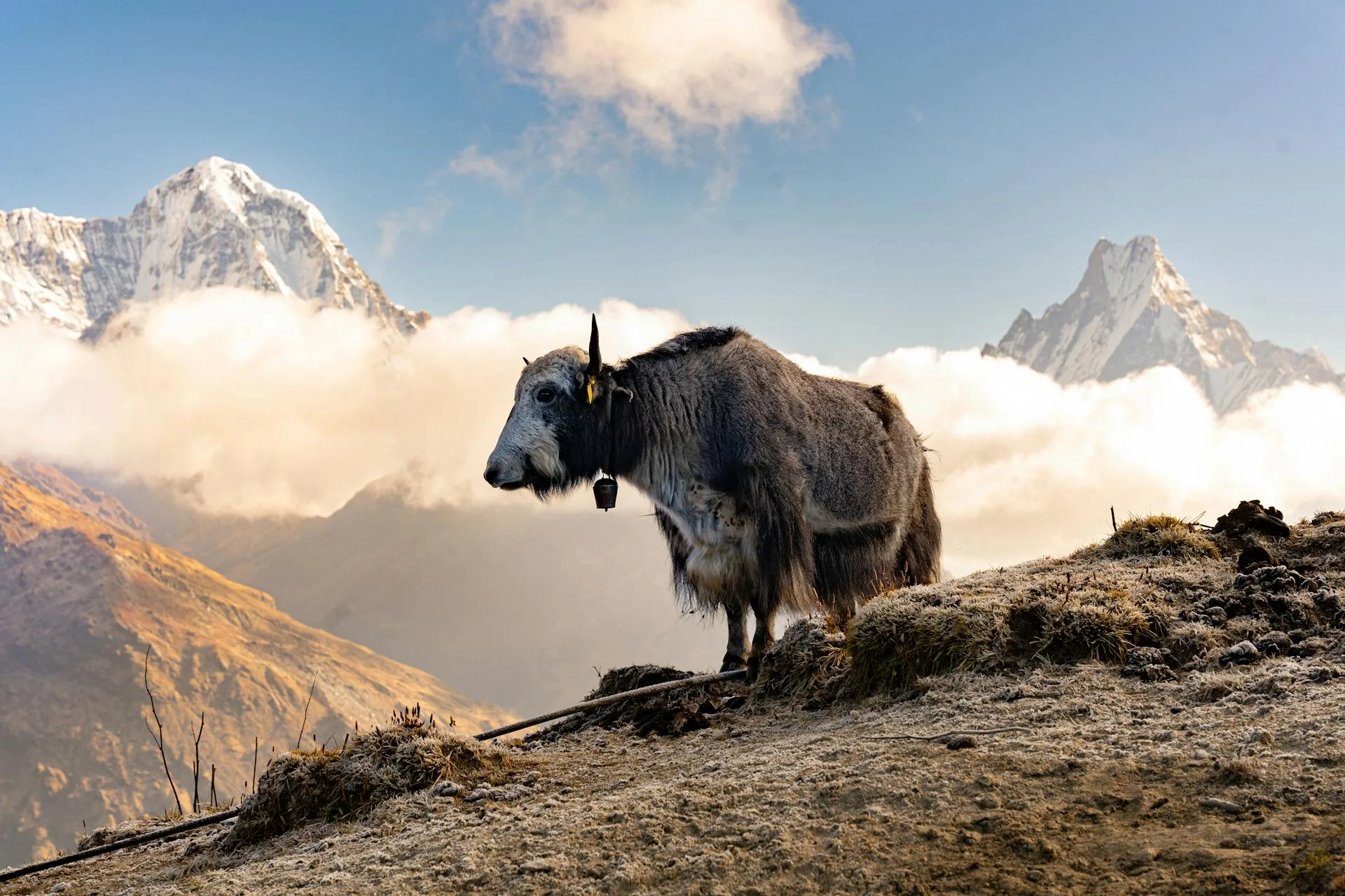Domestic yak with Himalayan backdrop
