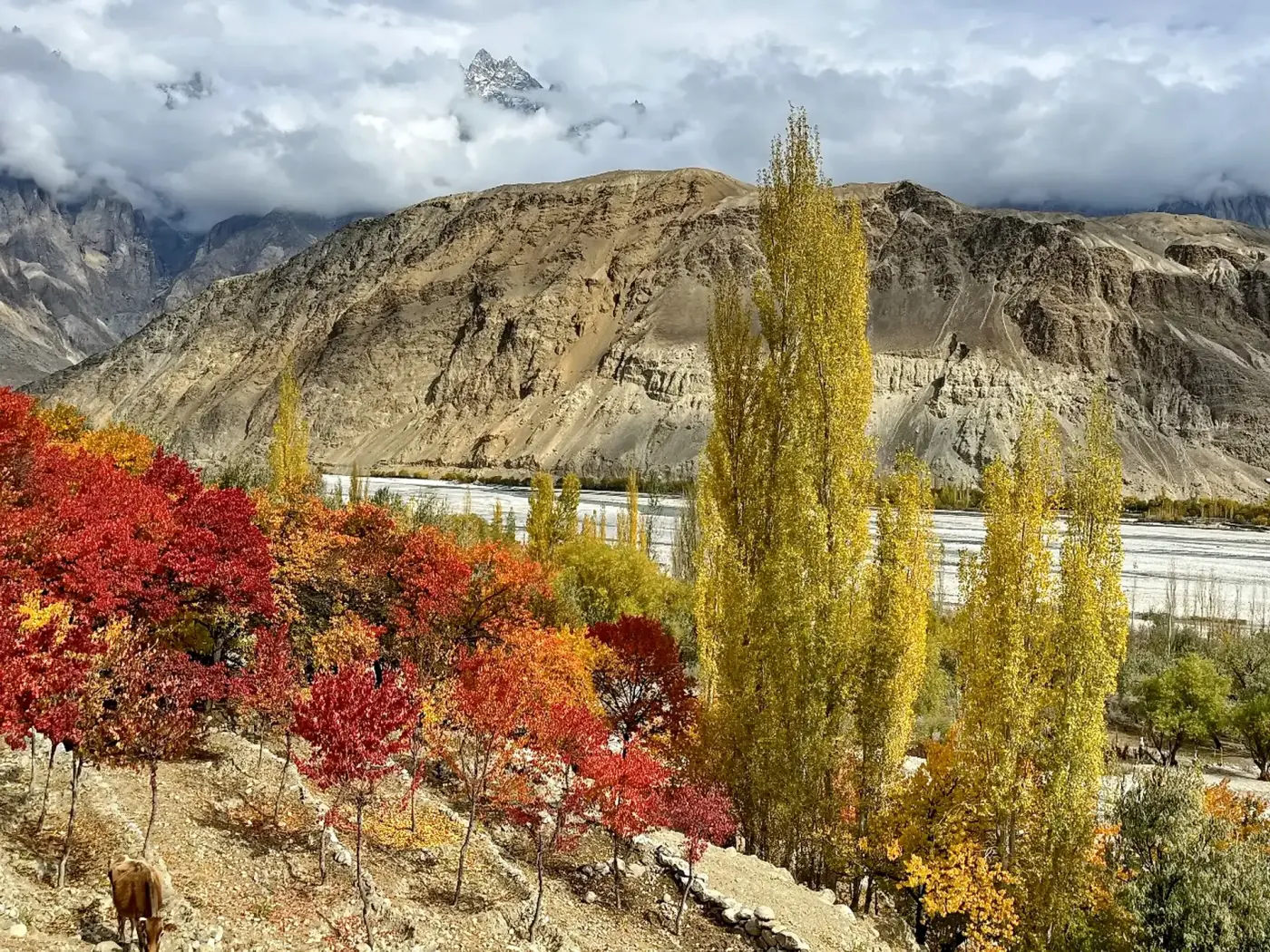 Dedaun musim luruh merah dan keemasan di sepanjang lembah Indus berhampiran Skardu