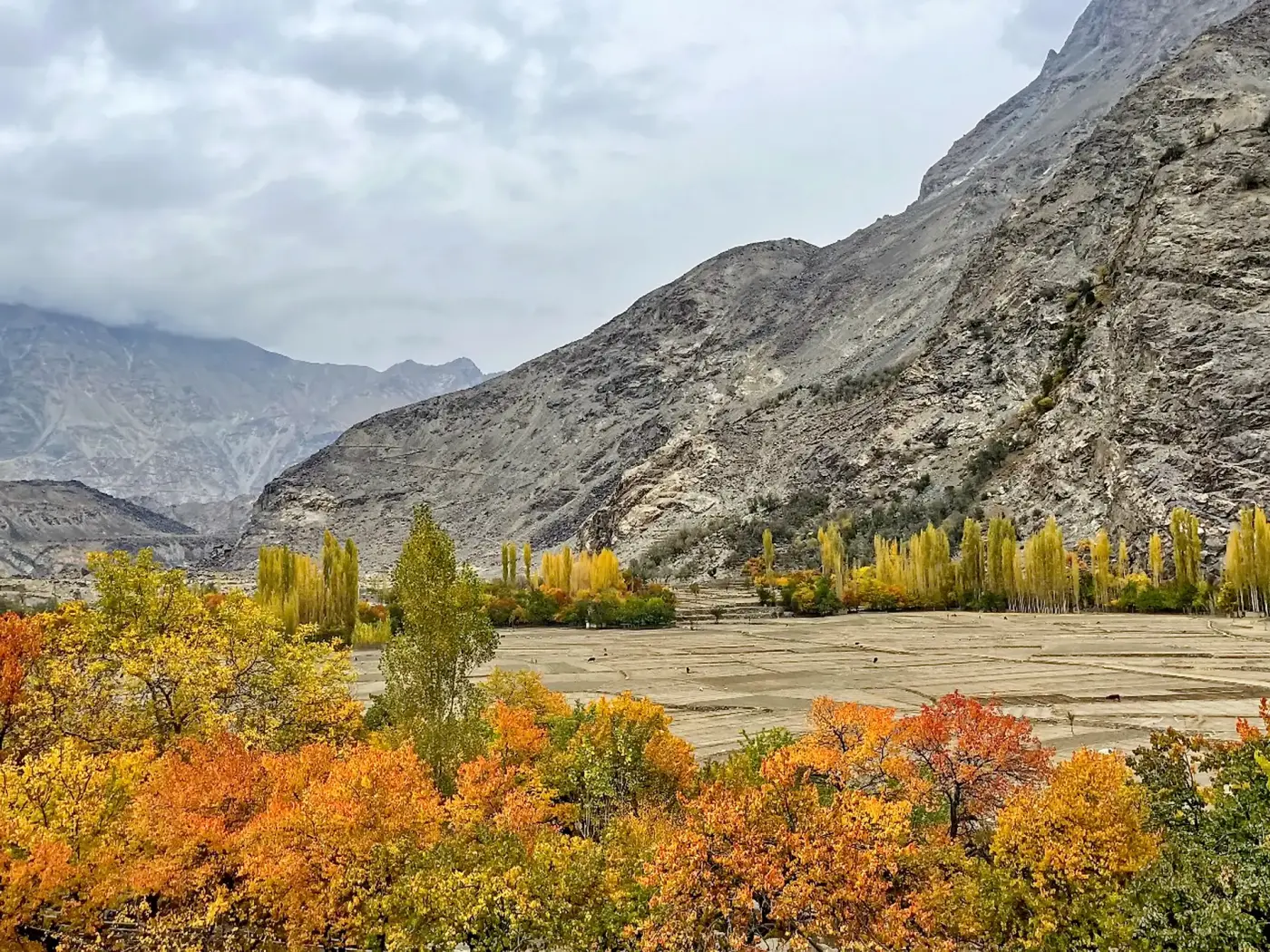 Pokok popular keemasan di Lembah Skardu